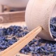 Lavender: khasiat bermanfaat dan obat, kontraindikasi. Bisakah lavender diseduh sebagai teh?
