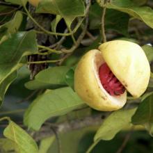 Pala: khasiat bermanfaat dan kegunaan rempah-rempah Pohon pala